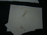 Flugsaurier Schaedel aus Solnhofen