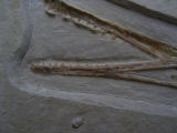 Flugsaurier Schaedel aus Solnhofen