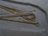 Flugsaurier Schaedel aus Solnhofen