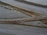 Flugsaurier Schaedel aus Solnhofen