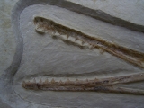 Flugsaurier Schaedel aus Solnhofen