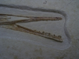 Flugsaurier Schaedel aus Solnhofen
