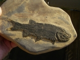 Paramblypterus - Spitzenstueck in 3-D-Erhaltung