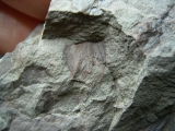 Eurypteriden Parahughmilleria hefteri