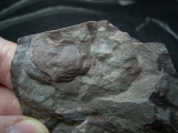 Eurypteriden Parahughmilleria hefteri
