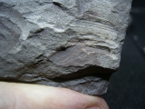 Eurypteriden Parahughmilleria hefteri