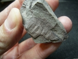 Eurypteriden Parahughmilleria hefteri
