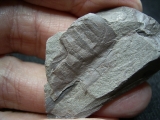 Eurypteriden Parahughmilleria hefteri