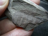 Eurypteriden Parahughmilleria hefteri