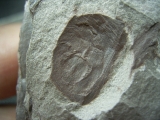 Eurypteriden Parahughmilleria hefteri