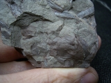 Eurypteriden Parahughmilleria hefteri