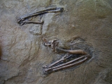 Bird bones from Messel