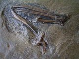 Messel Vogelknochen
