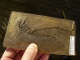 Bird partial skeleton
