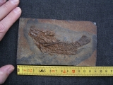 Palaeoperca, Messel-Fisch