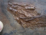 Palaeoperca, Messel-Fisch