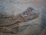 Palaeoperca, Messel-Fisch