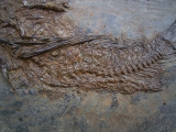 Palaeoperca, Messel-Fisch