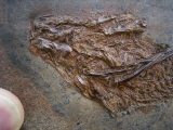 Palaeoperca, Messel-Fisch