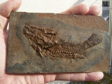 Palaeoperca, Messel-Fisch