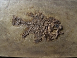 Rhenanoperca, Messel pit