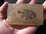 Rhenanoperca, Grube Messel