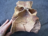Großer Spinosaurus Wirbel