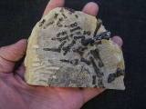 Claudiosaur partial skeleton