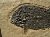 Paramblypterus Perm-Fisch