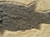 Paramblypterus Perm-Fisch