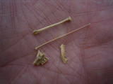 Bat skull, jaw and bones
