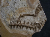 Krokodil-Teilskelett aus der Kreide
