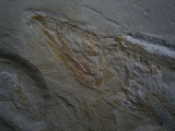 Prionolepis mit Beutefisch im Bauch
