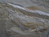 Prionolepis mit Beutefisch im Bauch