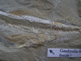 Prionolepis mit Beutefisch im Bauch