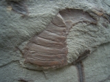Eurypterid Parahughmilleria hefteri