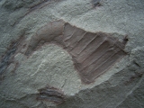 Eurypterid Parahughmilleria hefteri