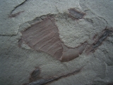 Eurypterid Parahughmilleria hefteri