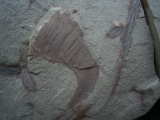 Eurypterid Parahughmilleria hefteri