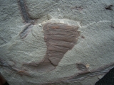 Eurypterid Parahughmilleria hefteri