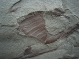 Eurypterid Parahughmilleria hefteri