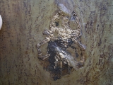 Frosch aus der Grube Messel