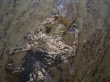 Frosch aus der Grube Messel