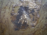 Frosch aus der Grube Messel