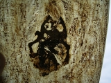 Frosch aus der Grube Messel