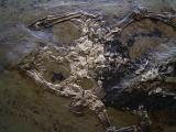Frosch aus der Grube Messel