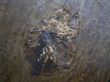 Frosch aus der Grube Messel