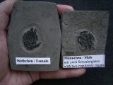 Microbrachius Paar
