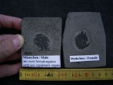 Microbrachius Paar