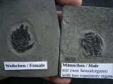 Microbrachius Paar